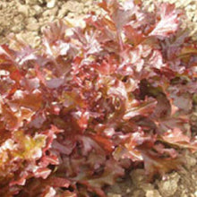 Load image into Gallery viewer, LETTUCE, Red Salad Bowl - 99¢ Cent Heirloom Seeds: Heirloom,Bulk	