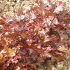 LETTUCE, Red Salad Bowl