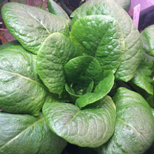 Load image into Gallery viewer, LETTUCE, Paris White Romaine - 99¢ Cent Heirloom Seeds: Heirloom,Bulk	