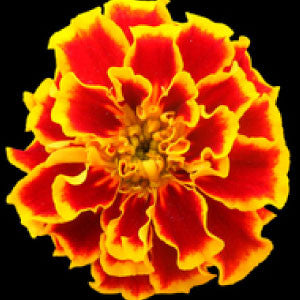 MARIGOLD, Sparky Mix - 99¢ Cent Heirloom Seeds: Flower	