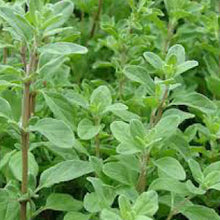 Load image into Gallery viewer, MARJORAM, Sweet - 99¢ Cent Heirloom Seeds: Herb	