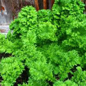 bulk mustard seed for planting MUSTARD, Southern Giant Curled
