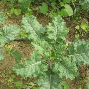 MUSTARD, Tendergreen - 99¢ Cent Heirloom Seeds: Heirloom,Bulk	