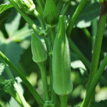 Load image into Gallery viewer, OKRA, Clemson Spineless - 99¢ Cent Heirloom Seeds: Heirloom,Bulk	