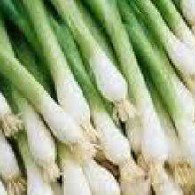 Load image into Gallery viewer, ONION, Tokyo Long White - 99¢ Cent Heirloom Seeds: Heirloom,Bulk	