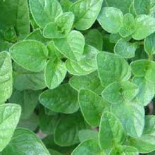 Load image into Gallery viewer, OREGANO - 99¢ Cent Heirloom Seeds: Herb	