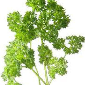 PARSLEY, Moss Curled - 99¢ Cent Heirloom Seeds: Herb,Bulk	