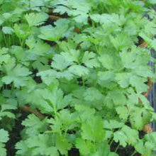 Load image into Gallery viewer, PARSLEY, Plain - 99¢ Cent Heirloom Seeds: Herb,Bulk	