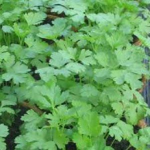 PARSLEY, Plain - 99¢ Cent Heirloom Seeds: Herb,Bulk	