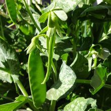 Load image into Gallery viewer, PEAS, Oregon Sugar Pod - 99¢ Cent Heirloom Seeds: Heirloom,Bulk	