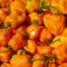 Load image into Gallery viewer, HOT PEPPER, Habanero - 99¢ Cent Heirloom Seeds: Heirloom,Bulk	