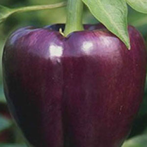 PEPPER, Purple Beauty - 99¢ Cent Heirloom Seeds: Heirloom	