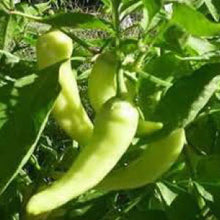 Load image into Gallery viewer, PEPPER, Sweet Banana - 99¢ Cent Heirloom Seeds: Heirloom,Bulk	