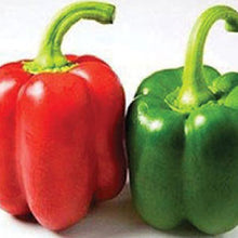 Load image into Gallery viewer, PEPPER, Yolo Wonder - 99¢ Cent Heirloom Seeds: Heirloom,Bulk	