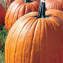 Load image into Gallery viewer, PUMPKIN, Connecticut Field - 99¢ Cent Heirloom Seeds: Heirloom,Bulk	