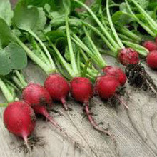 Load image into Gallery viewer, RADISH, Cherry Belle - 99¢ Cent Heirloom Seeds: Heirloom,Bulk	