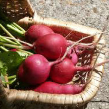 Load image into Gallery viewer, RADISH, German Giant - 99¢ Cent Heirloom Seeds: Heirloom,Bulk	