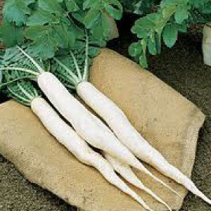 RADISH, Long White Icicle - 99¢ Cent Heirloom Seeds: Heirloom,Bulk	