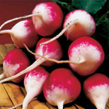 Load image into Gallery viewer, RADISH, Sparkler - 99¢ Cent Heirloom Seeds: Heirloom,Bulk	