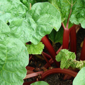 RHUBARB, Victoria - 99¢ Cent Heirloom Seeds: Heirloom,Bulk	