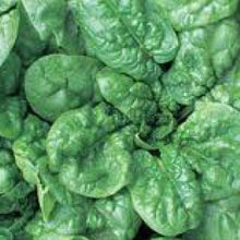 Load image into Gallery viewer, SPINACH, Bloomsdale (Long Standing) - 99¢ Cent Heirloom Seeds: Heirloom,Bulk	