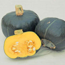 Load image into Gallery viewer, SQUASH (Buttercup), Burgess - 99¢ Cent Heirloom Seeds: Heirloom,Bulk	