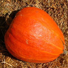 Load image into Gallery viewer, SQUASH, Golden Delicious - 99¢ Cent Heirloom Seeds: Heirloom,Bulk	