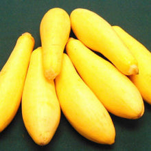 Load image into Gallery viewer, SQUASH, Saffron - 99¢ Cent Heirloom Seeds: Heirloom,Bulk	