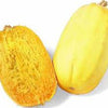 SQUASH Seeds, Spaghetti