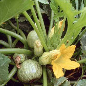 SQUASH, Zucchini Round - 99¢ Cent Heirloom Seeds: Heirloom,Bulk	