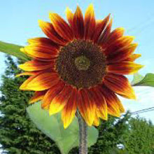 Load image into Gallery viewer, SUNFLOWER, Autumn Beauty - 99¢ Cent Heirloom Seeds: Flower,Bulk	