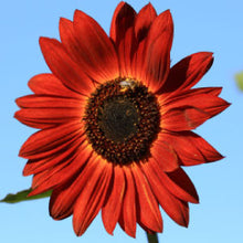 Load image into Gallery viewer, SUNFLOWER, Velvet Queen - 99¢ Cent Heirloom Seeds: Flower,Bulk	