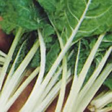 Load image into Gallery viewer, SWISS CHARD, Fordhook Giant - 99¢ Cent Heirloom Seeds: Heirloom,Bulk	