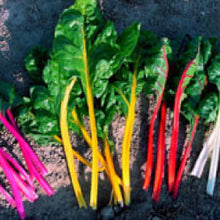Load image into Gallery viewer, SWISS CHARD, Northern Lights Mix - 99¢ Cent Heirloom Seeds: Heirloom,Bulk	