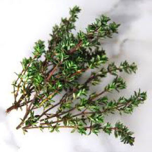 THYME - 99¢ Cent Heirloom Seeds: Herb	