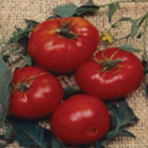 TOMATO, Brandywine Red - 99¢ Cent Heirloom Seeds: Heirloom	