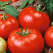 Load image into Gallery viewer, TOMATO, German Johnson - 99¢ Cent Heirloom Seeds: Heirloom	