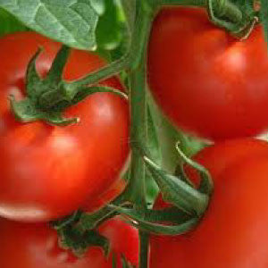 TOMATO, Rutgers - 99¢ Cent Heirloom Seeds: Heirloom	