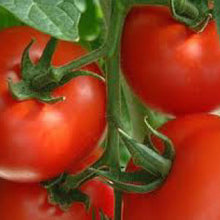 Load image into Gallery viewer, TOMATO, Rutgers - 99¢ Cent Heirloom Seeds: Heirloom	
