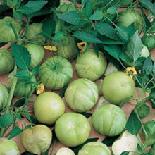 Load image into Gallery viewer, TOMATO, Tomatillo Verde - 99¢ Cent Heirloom Seeds: Heirloom	