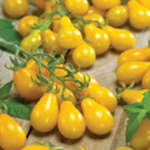 Load image into Gallery viewer, TOMATO, Yellow Pear - 99¢ Cent Heirloom Seeds: Heirloom	