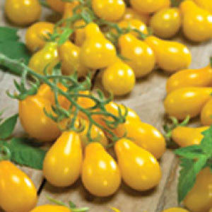 TOMATO, Yellow Pear - 99¢ Cent Heirloom Seeds: Heirloom	