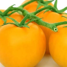 Load image into Gallery viewer, TOMATO, Yellow Plum - 99¢ Cent Heirloom Seeds: Heirloom	