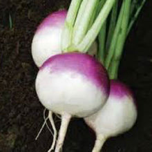 Load image into Gallery viewer, TURNIP, Purple Top White Globe - 99¢ Cent Heirloom Seeds: Heirloom,Bulk	