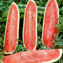 Load image into Gallery viewer, WATERMELON, Jubilee - 99¢ Cent Heirloom Seeds: Heirloom,Bulk	