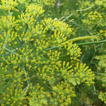 Load image into Gallery viewer, ANISE Seeds