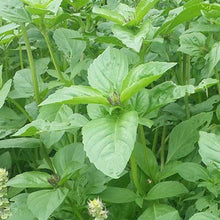 Load image into Gallery viewer, BASIL Seeds, Lemon